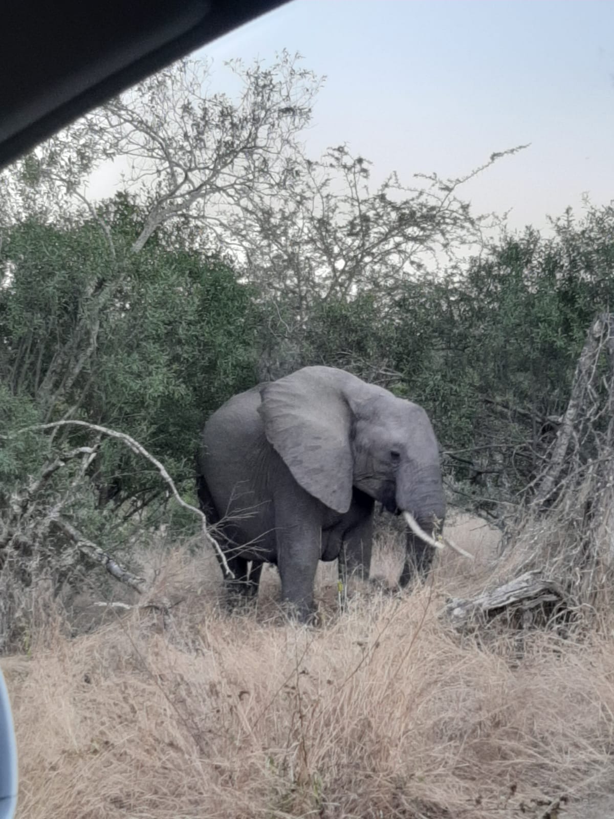 Kruger - Olifant