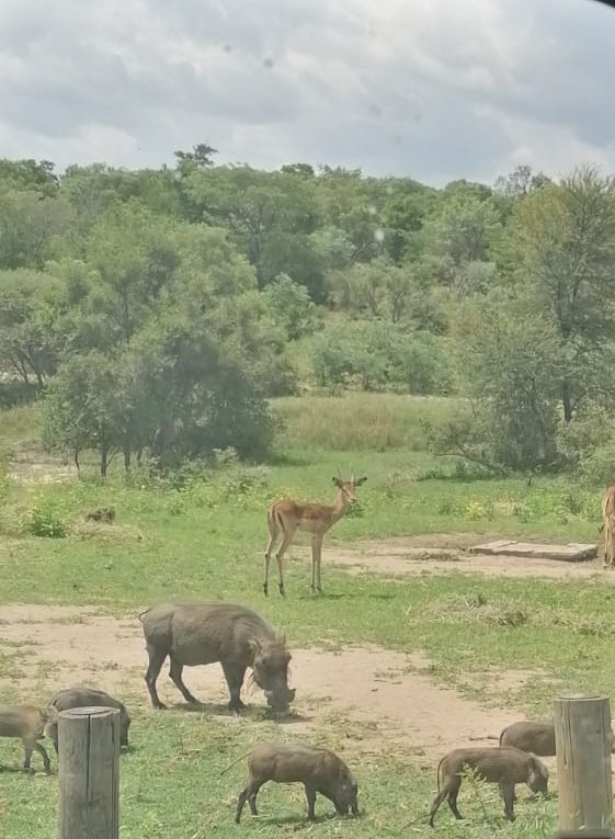 Reserve - Warthog & Impala