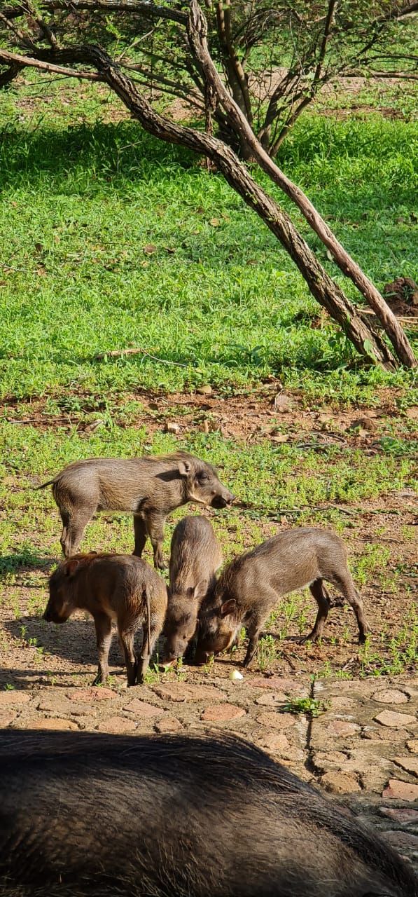 Warthog - Babies