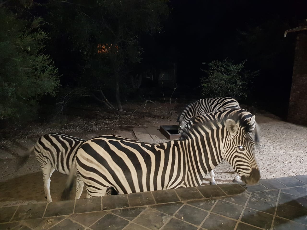 Zebra