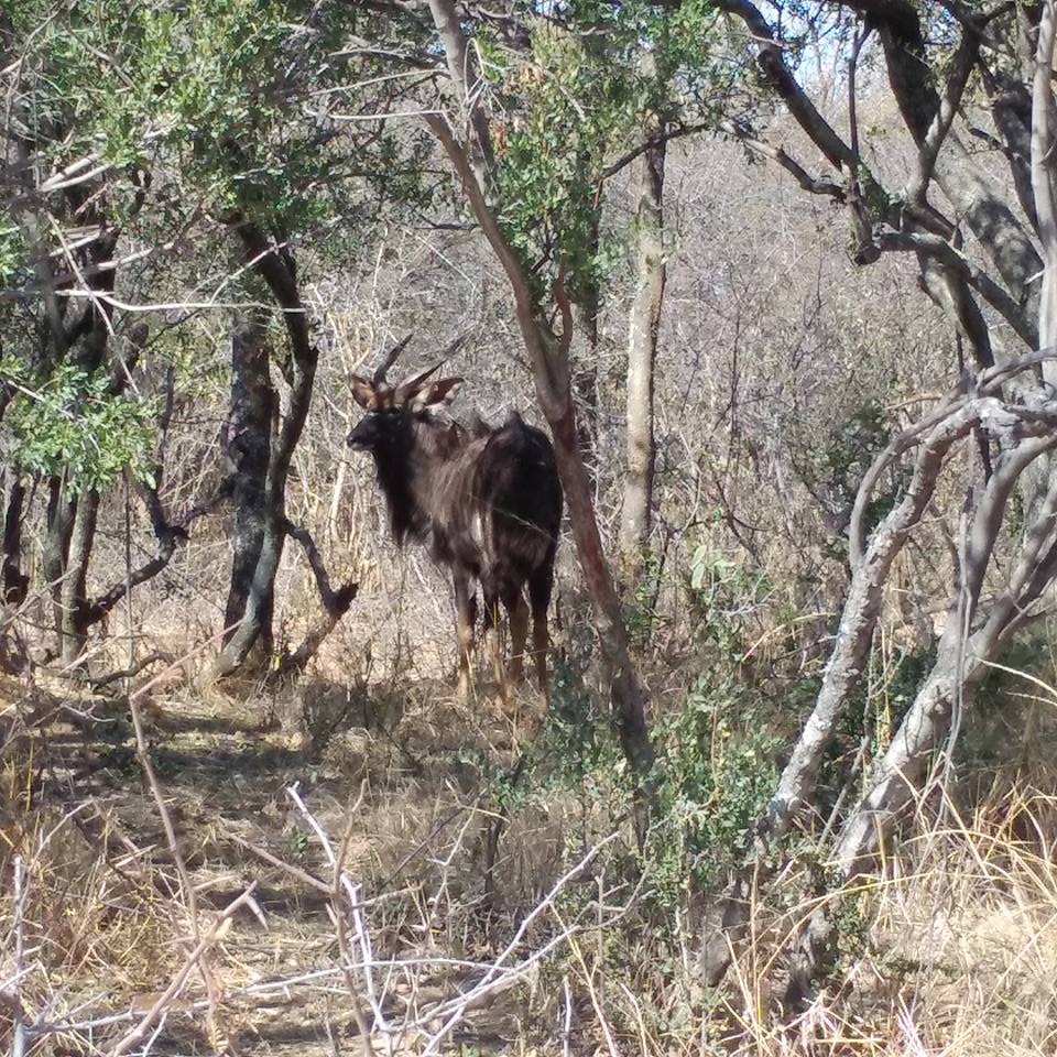 19429922_1227472024043012_3425801888083688541_n