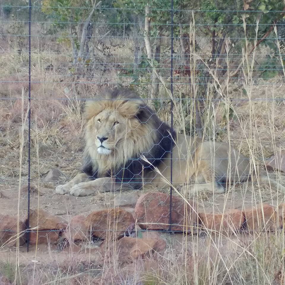 19430122_1227471884043026_3547052928924358434_n