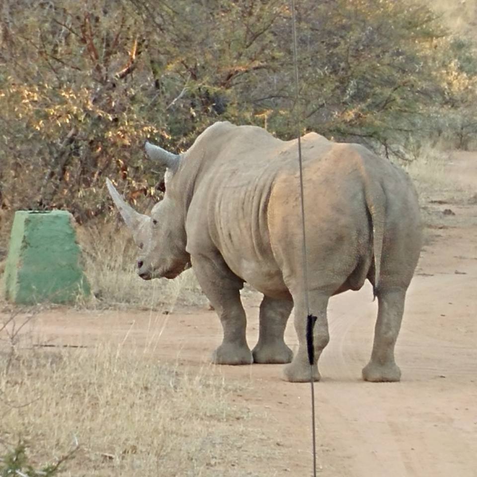 19511589_1228621857261362_2105077659453231618_n