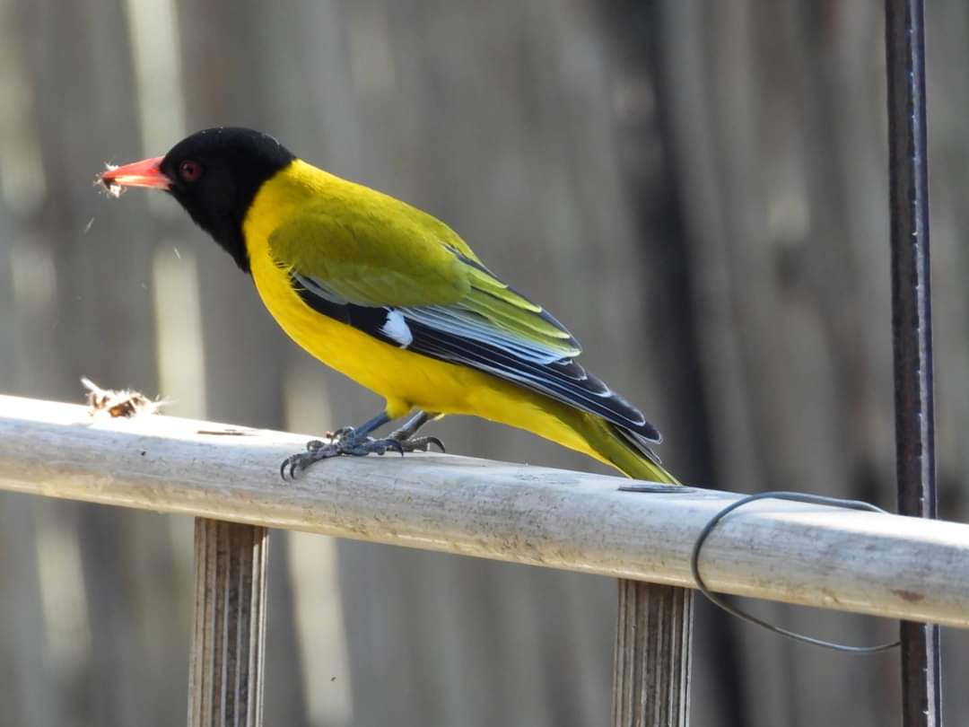 FB_IMG_1660282214987